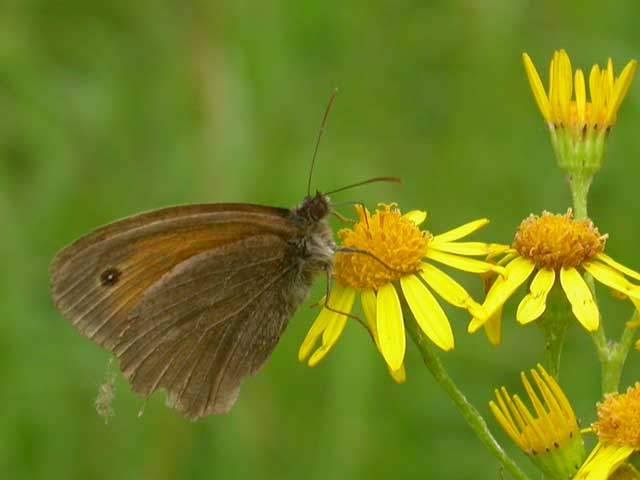 Image of Meadow Brown butterfly on Ragwort plant