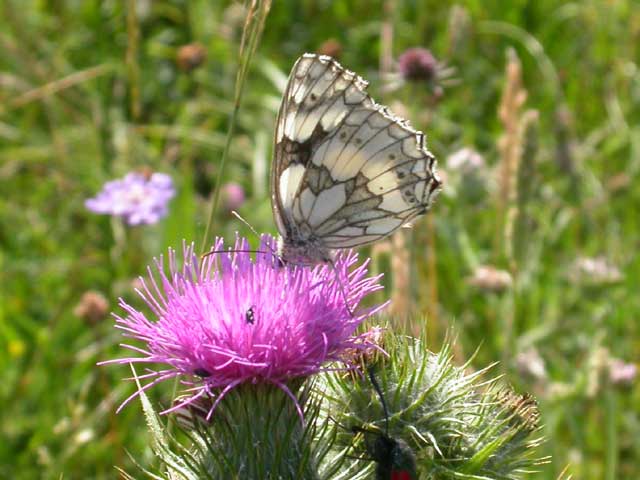 Image of Marbled White butterfly on Thistle plant