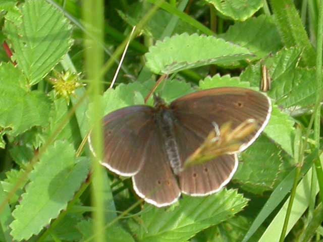 Image of Ringlet butterfly