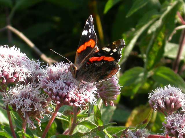 Image of Red Admiral butterfly on Hemp agrimony plant