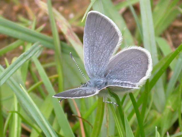 Image of Small Blue butterfly
