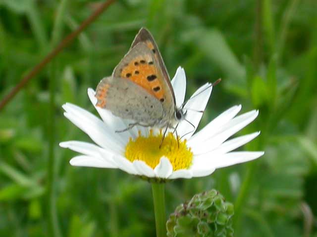 Image of Small Copper butterfly on Ox-eye daisy flower
