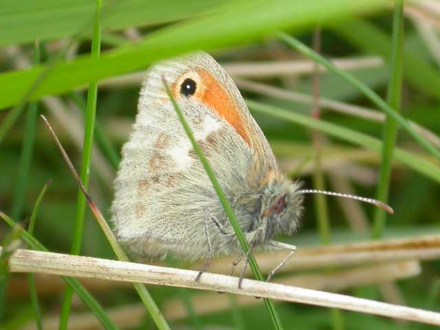 Image of Small Heath  butterfly