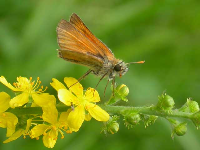Image of Small Skipper butterfly on Agrimony?