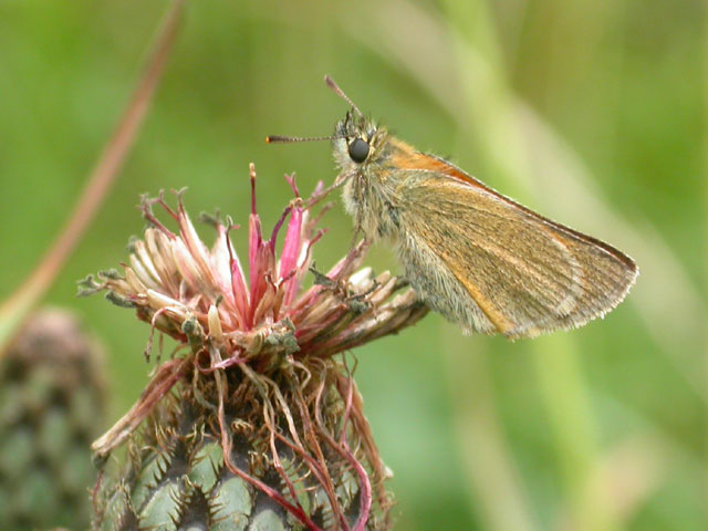Image of Small Skipper butterfly on Knapweed