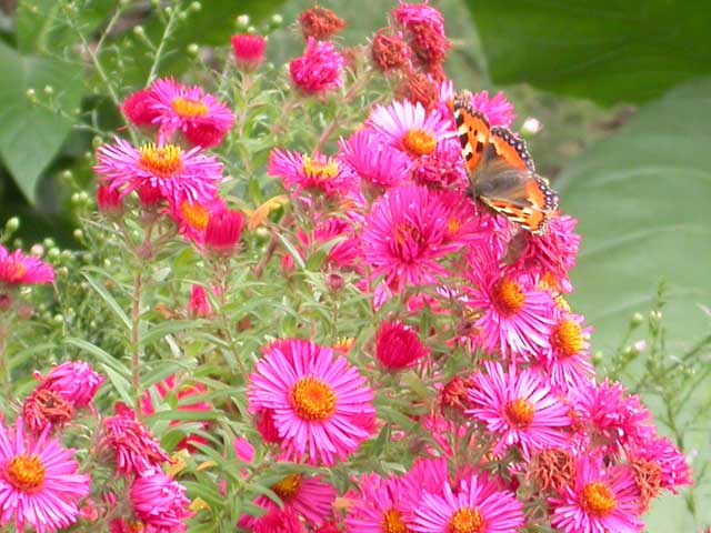 Image of Small Tortoiseshell butterfly on Aster novae-angliae plant