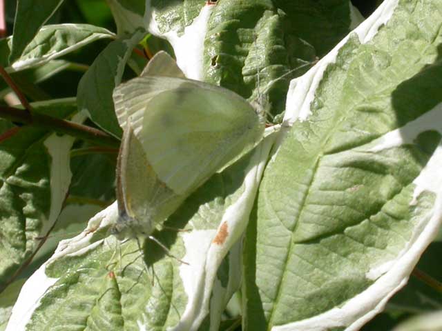 Image of Small White butterflies mating