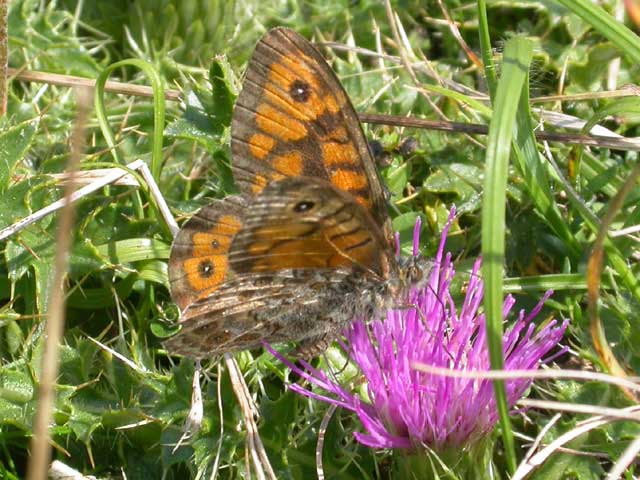 Image of Wall butterfly on Thistle plant