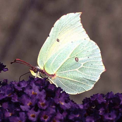 Brimstone butterfly on Buddleia
