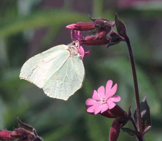 Brimstone butterfly on Red Campion
