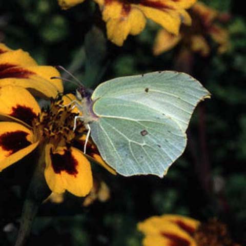 Brimstone butterfly on French Marigold