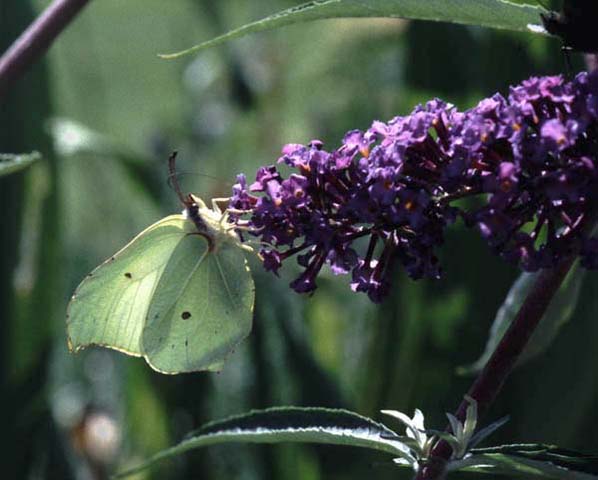 Brimstone butterfly on Buddleia