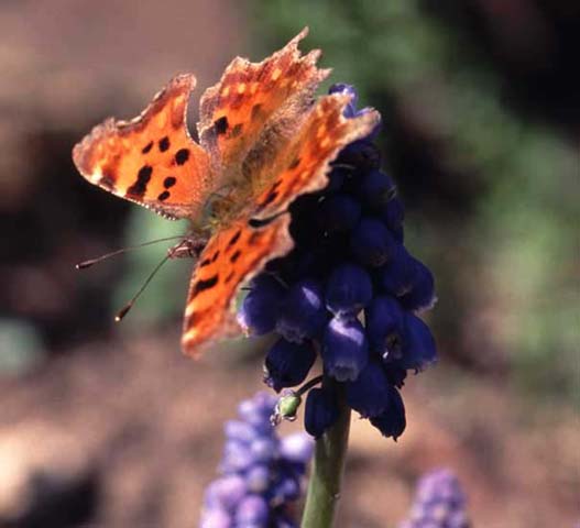 Comma butterfly on Muscari