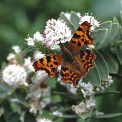Comma butterfly on Hebe
