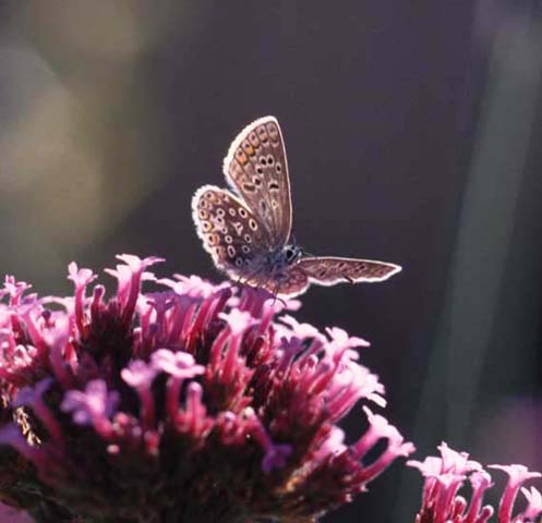 Common Blue butterfly on Verbena