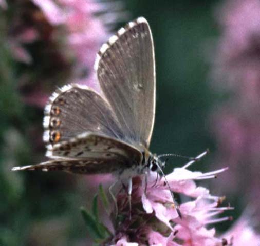 Chalkhill Blue butterfly on Hyssop