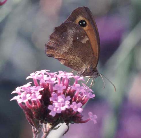 Gatekeeper butterfly on Verbena