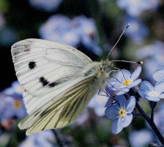 Green-veined White butterfly on Forget-me-not