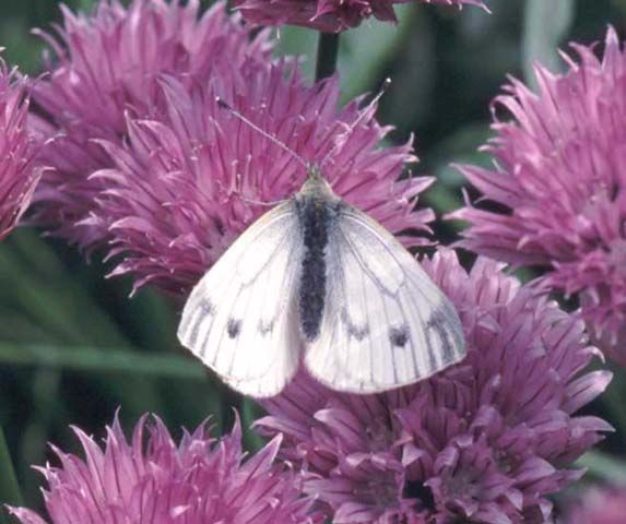 Green-veined White butterfly on Chives