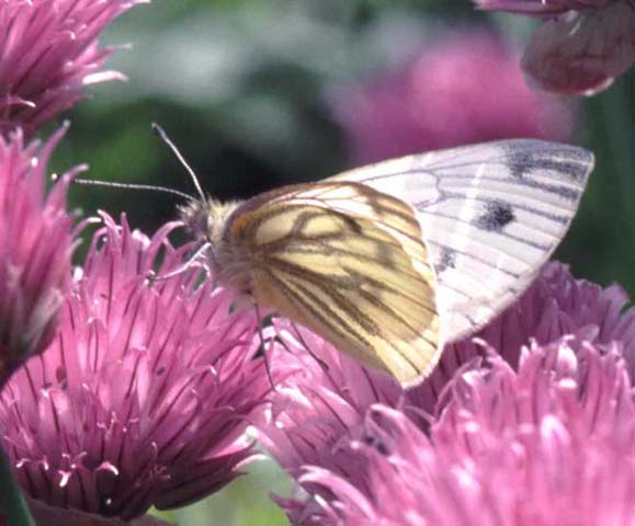 Green-veined White butterfly on Chives