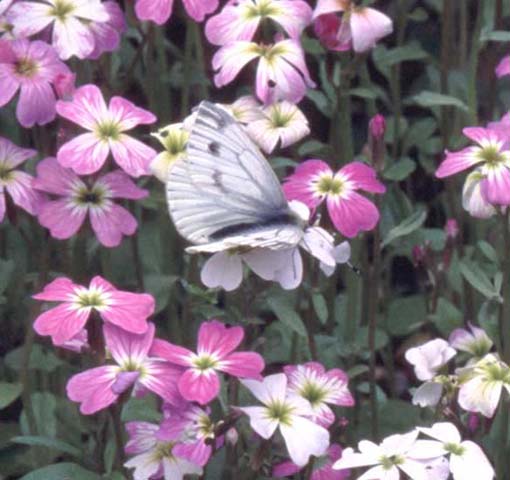 Green-veined White butterfly on Virginian Stock
