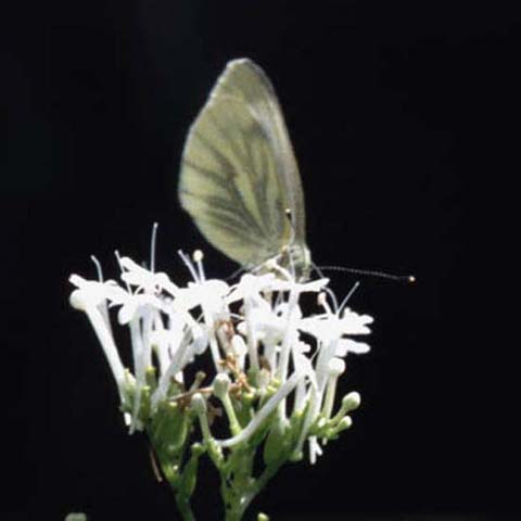 Green-veined White butterfly on Kentranthus ruber alba