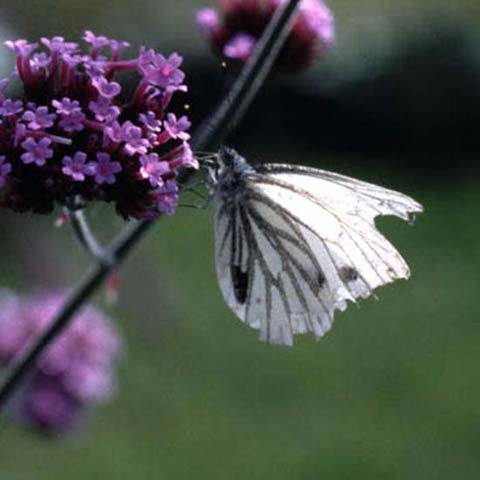 Green-veined White butterfly on Verbena