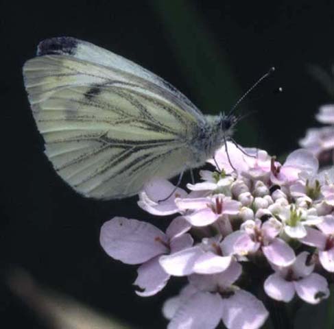 Green-veined White butterfly on Candytuft