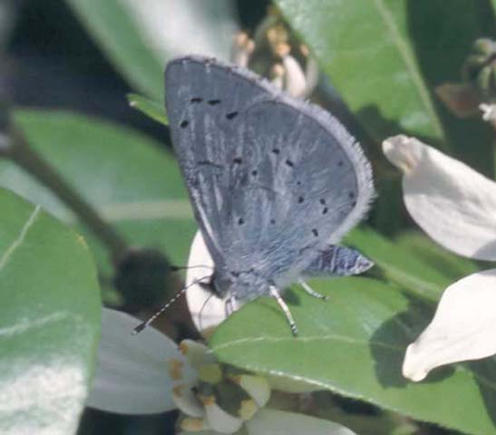 Holly Blue butterfly on Choisya