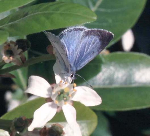 Holly Blue butterfly on Choisya