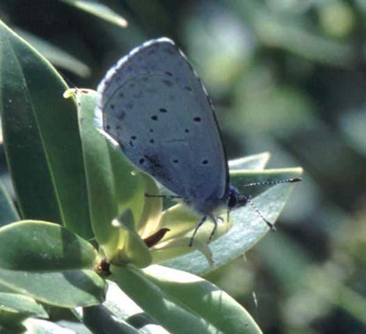Holly Blue butterfly resting on Hebe