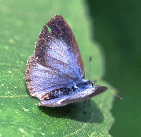 Holly Blue butterfly 