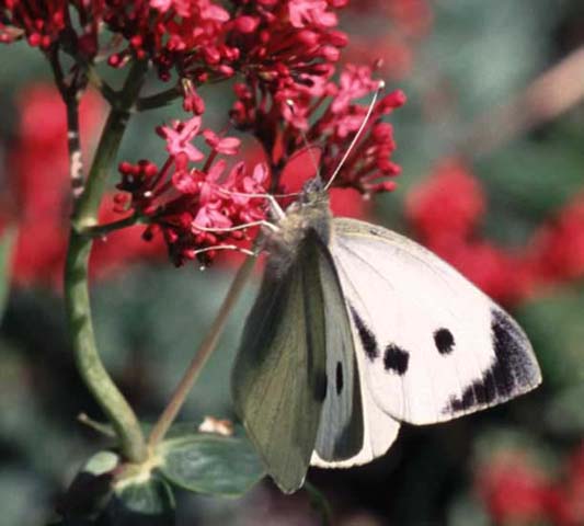 Large White butterfly on Red Valerian