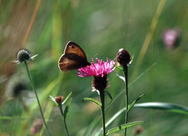 Meadow Brown butterfly on Knapweed