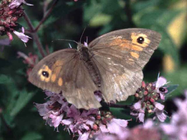 Meadow Brown butterfly on Marjoram
