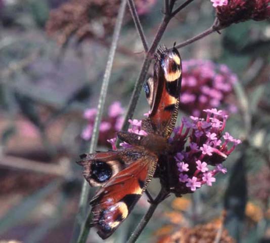 Peacock butterfly on Verbena