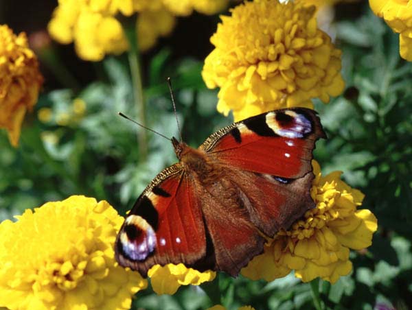 Peacock butterfly on Marigold