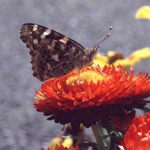 Painted Lady butterfly on Helichrysum
