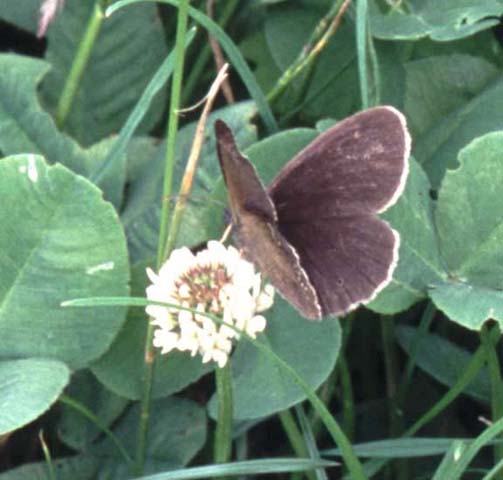 Ringlet butterfly on Clover