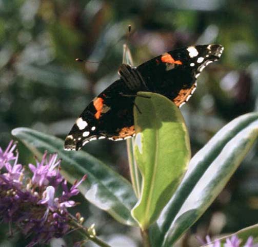 Red Admiral butterfly on Hebe aurea