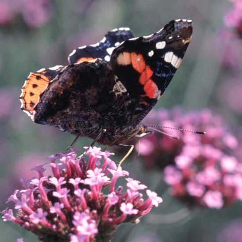 Red Admiral butterfly on Verbena