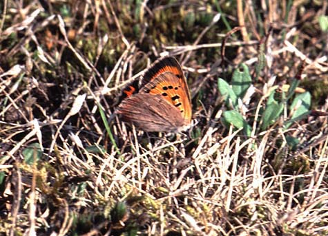 Small Copper butterfly 