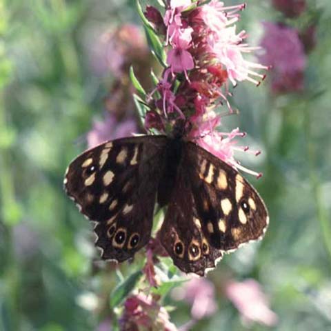 Speckled Wood butterfly on Hyssop