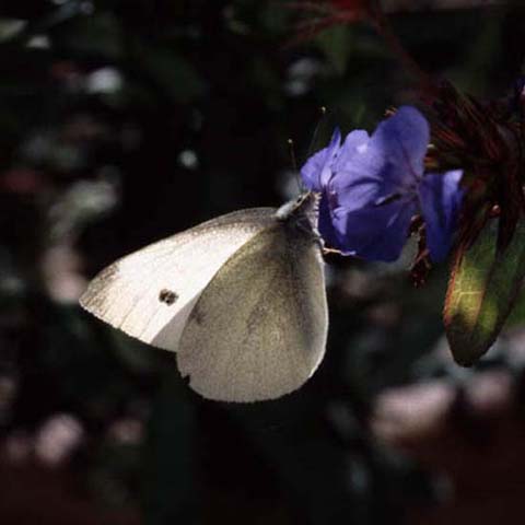 Small White butterfly on Ceratostigma