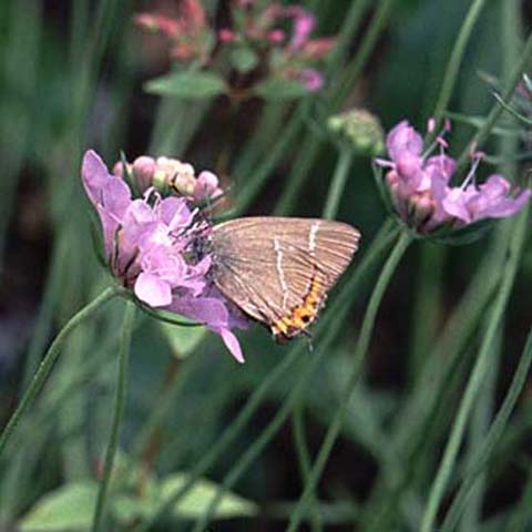 White Letter Hairstreak butterfly on Field Scabious