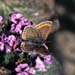 Brown Argus