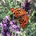 Comma on Lavender