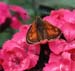 Large Skipper on Sweet William