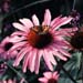 Small Tortoiseshell on Coneflower