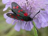 Six-Spot Burnet moth